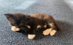 Mixed Breed cats for sale: Male kitten, perfect with kids and dogs. - Image 6