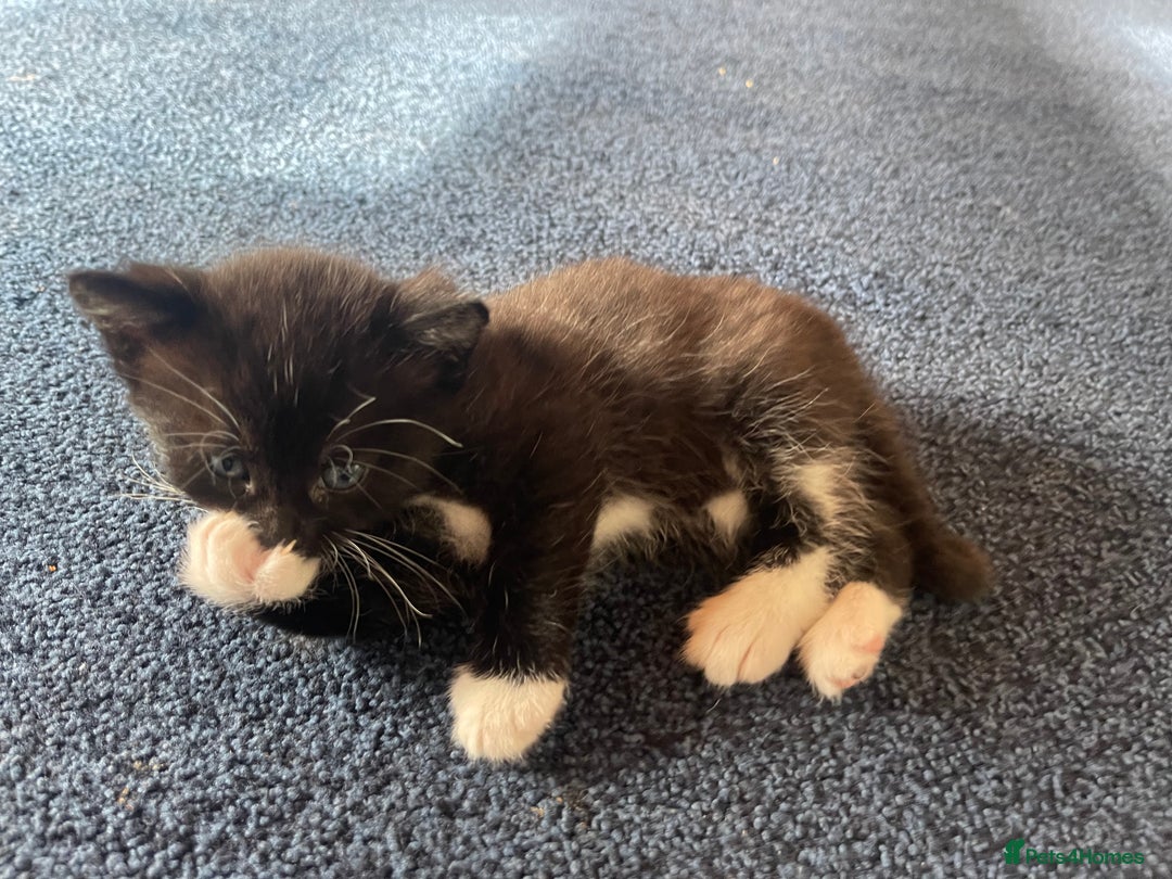 Mixed Breed cats for sale: Male kitten, perfect with kids and dogs. - Image 6