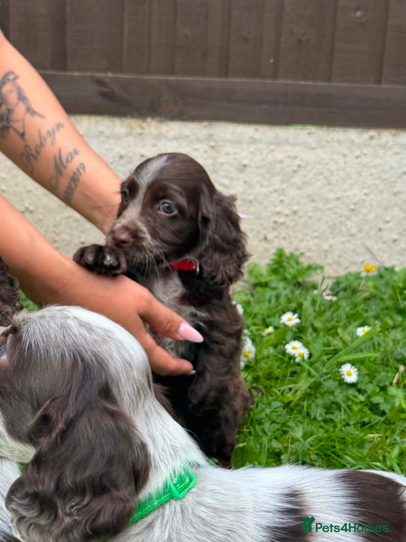 Cocker Spaniel dogs Cocker spaniel puppies  - Advert 6