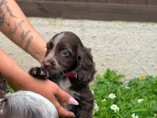 Cocker Spaniel dogs Cocker spaniel puppies - Advert 6