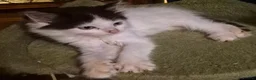 Ragcoon cats for sale: Raccoons for sale - Advert 5