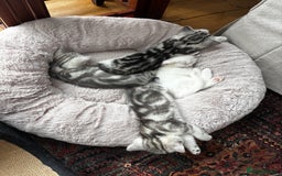 British Shorthair cats for sale: Beautiful British Shorthair/Turkish Angora Kittens - Image 7