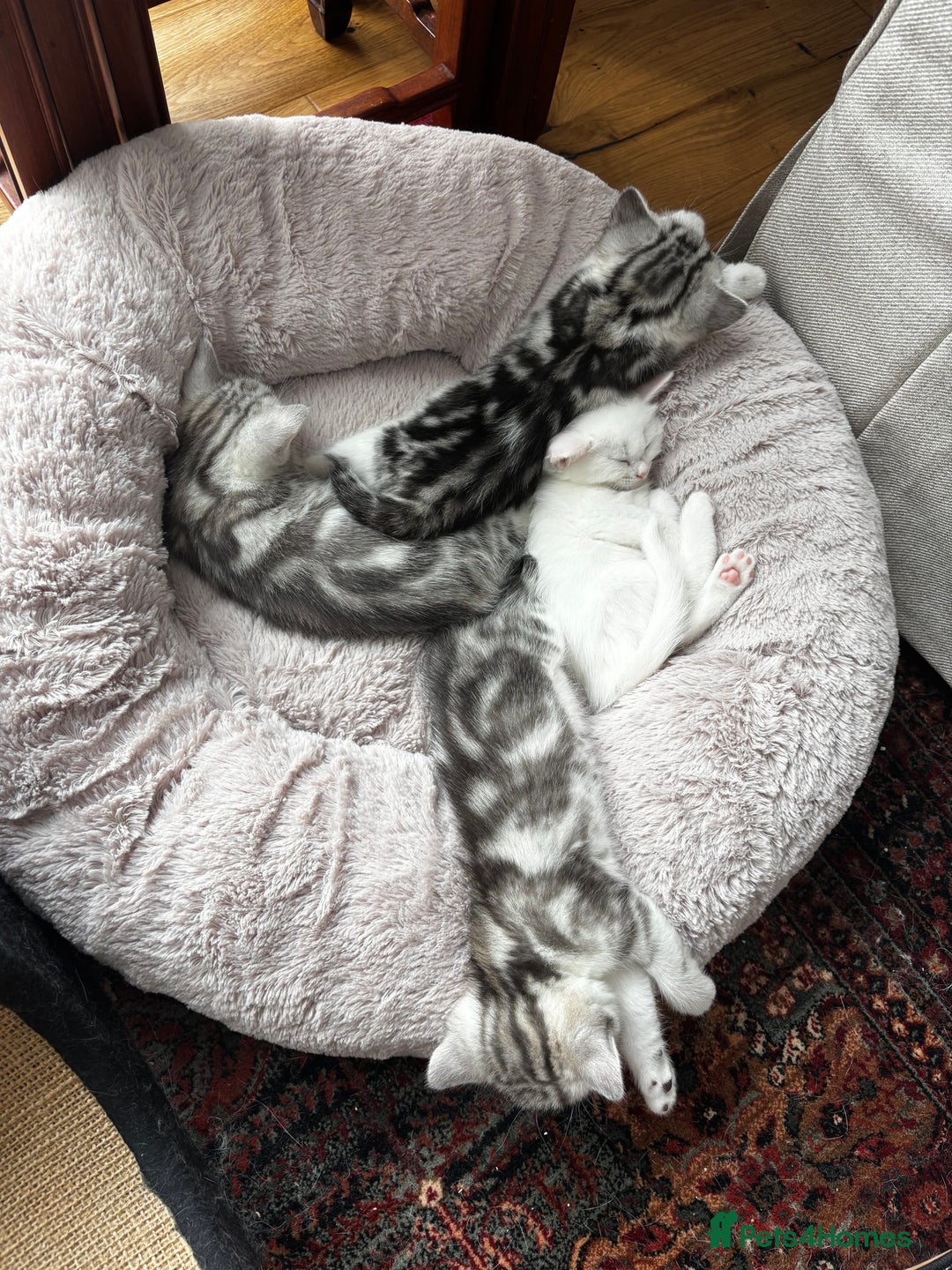 British Shorthair cats for sale: Beautiful British Shorthair/Turkish Angora Kittens - Image 7