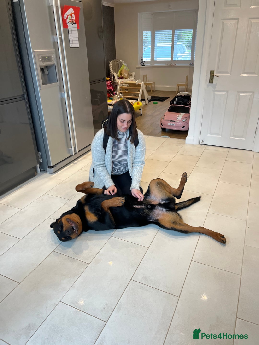 Rottweiler dogs for sale: Cuddly, Super Friendly Rottie for Sale - Image 10