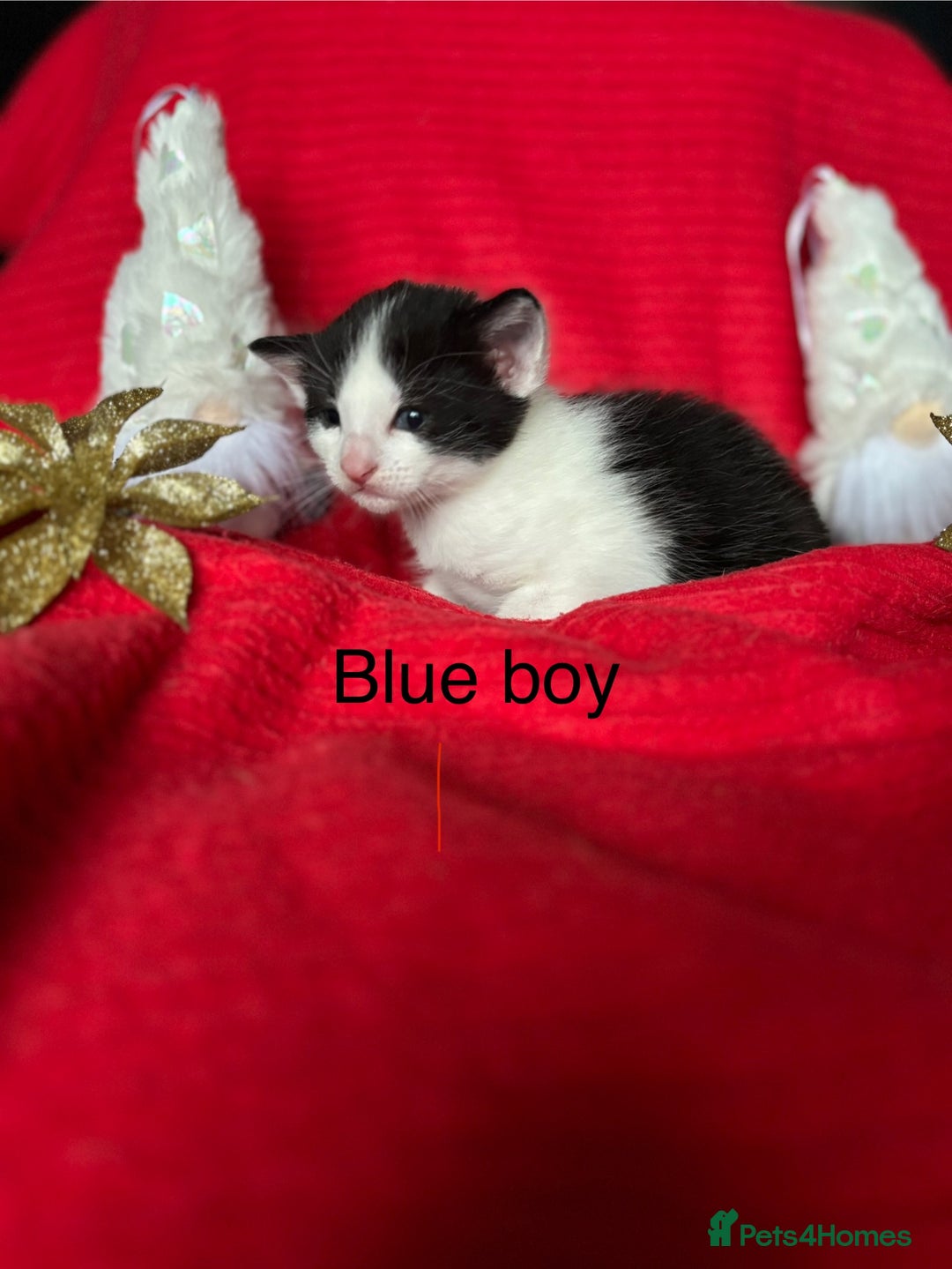 Mixed Breed cats for sale: Black and White fluffy kittens  - Advert 2