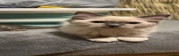 Ragdoll cats for sale: GCCF registered Ragdoll Kittens - Advert 11