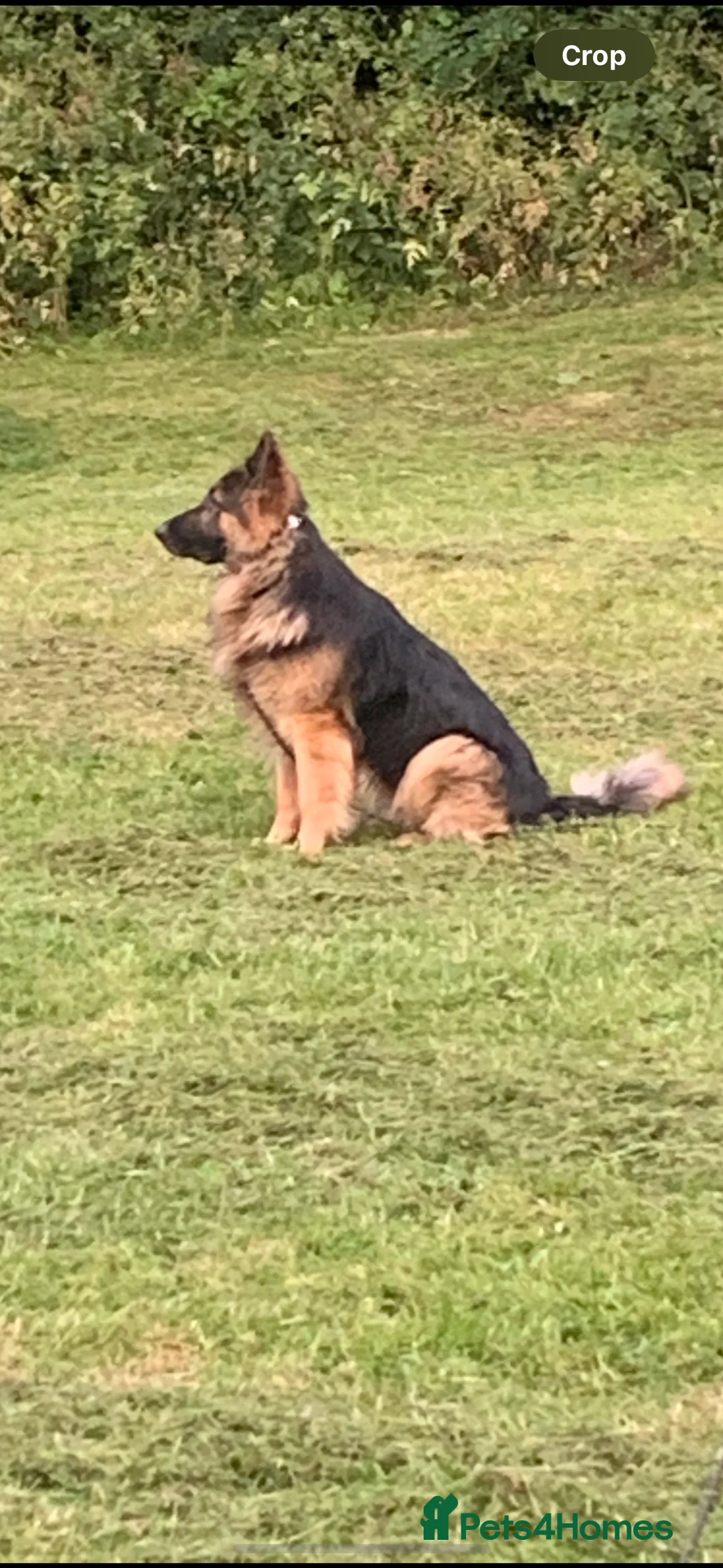 German Shepherd dogs for stud: 5th Generation German Shepherd STUD  - Advert 2