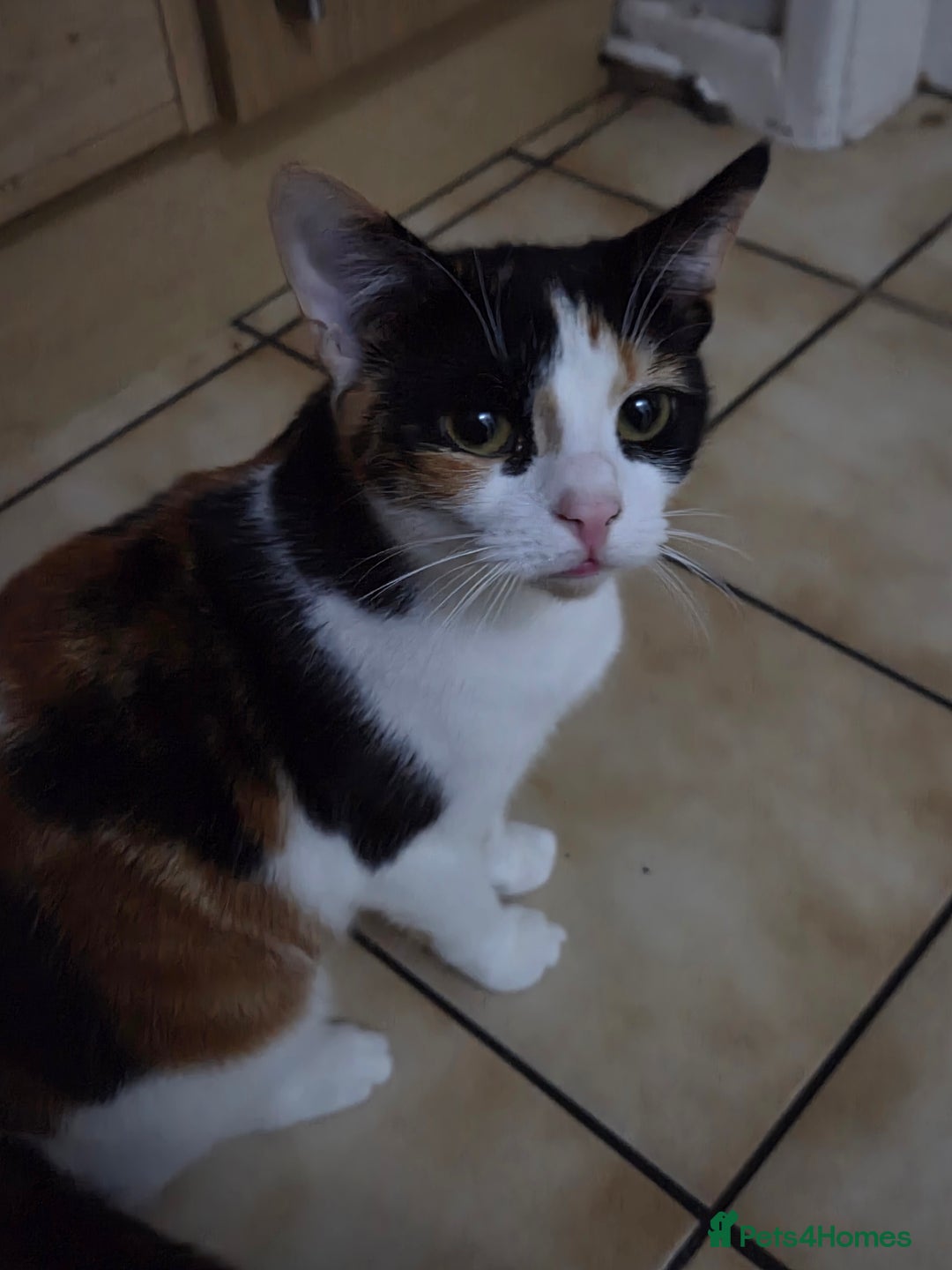 Domestic Shorthair cats for sale: Brother and Sister - Advert 1