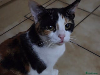 Domestic Shorthair cats Brother and Sister - Advert 1