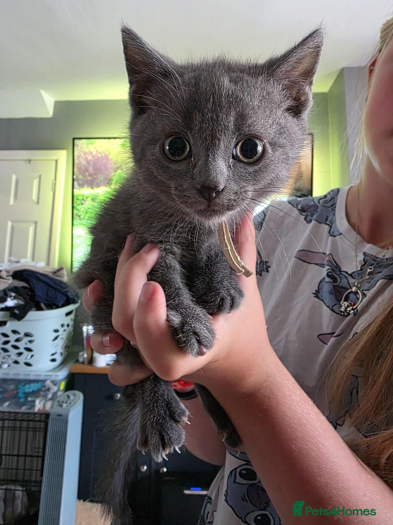 British Shorthair cats BSH cross kittens pure grey ready now - Advert 3