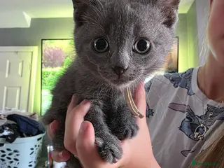 British Shorthair cats BSH cross kittens pure grey ready now - Advert 3