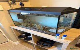 Axolotl reptiles for sale: Axolotl for sale  - Image 2