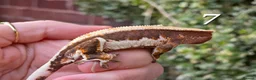 Gecko reptiles for sale: Various crested geckos  - Advert 19