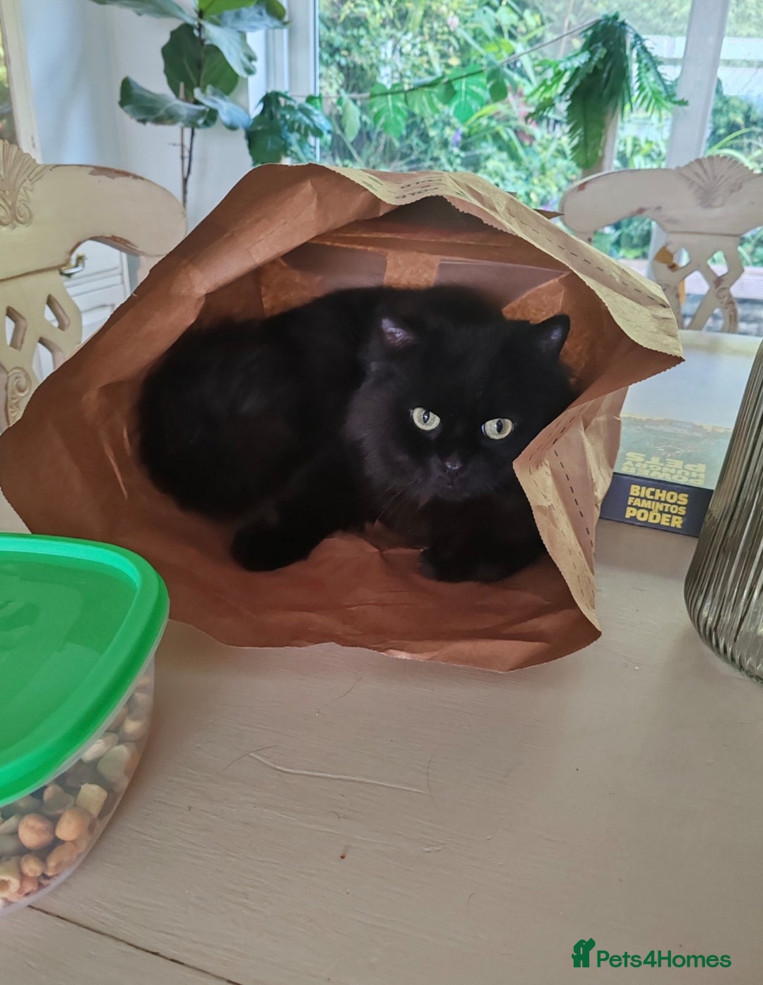 Mixed Breed cats for sale: Birman X Persian x Maine Coon Kittens - Image 6