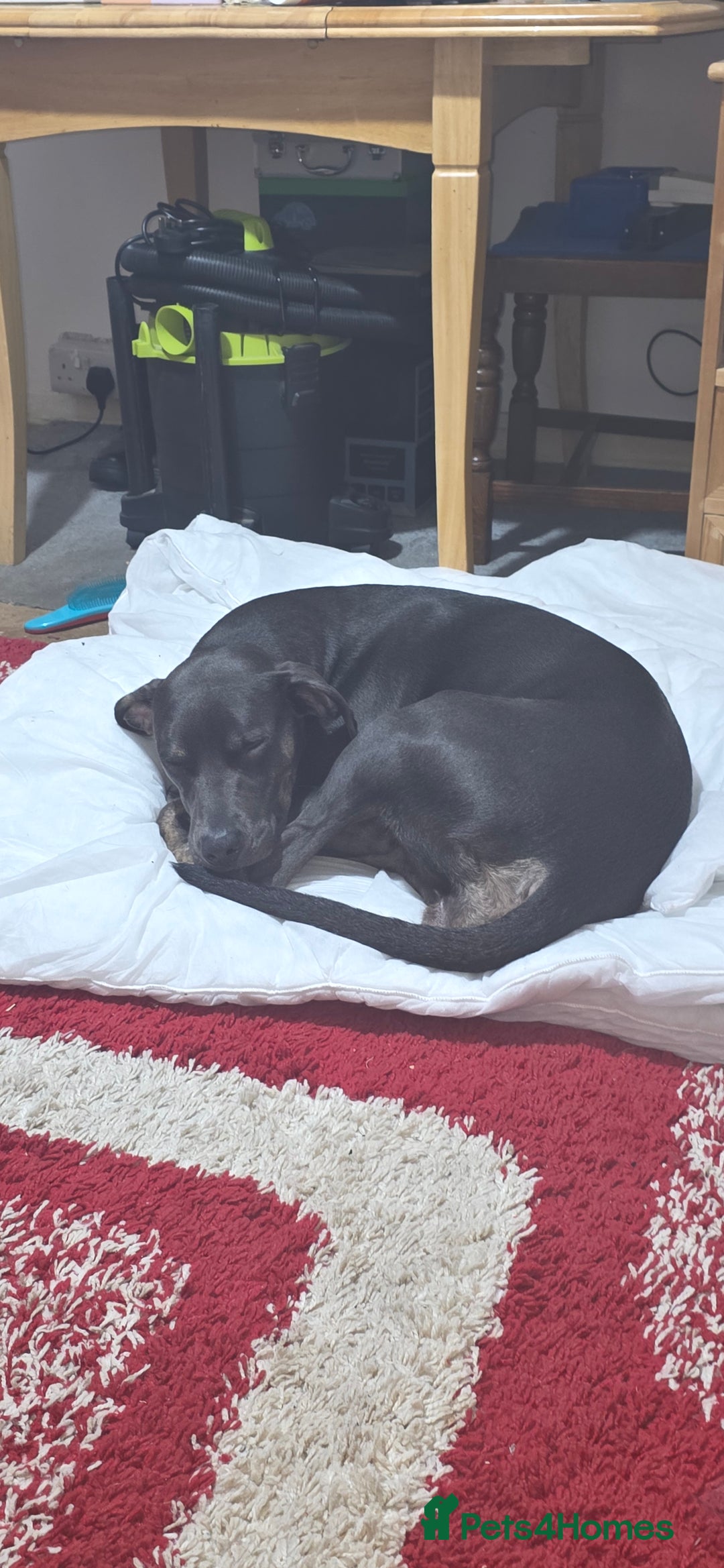 Mixed Breed dogs for sale: Blue need a new home asap - Image 4