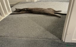 British Shorthair cats for sale: 2 year old male Rag doll x British short hair  - Image 6