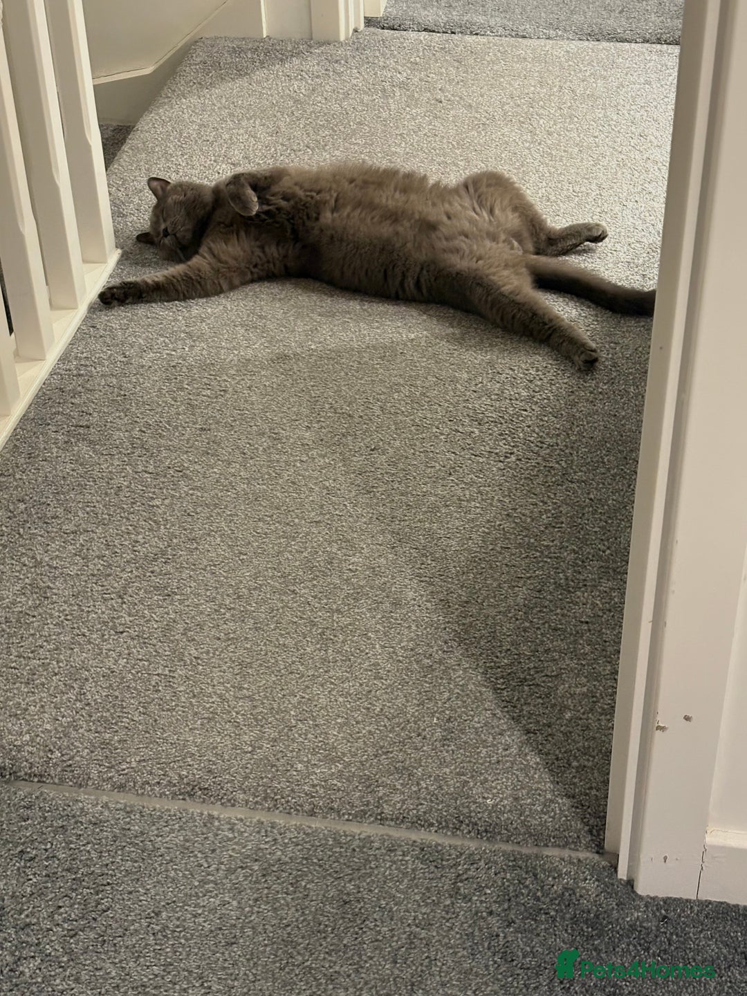 British Shorthair cats for sale: 2 year old male Rag doll x British short hair  - Image 6