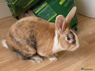 English Lop rabbits English lop for sale in Egham - Advert 4
