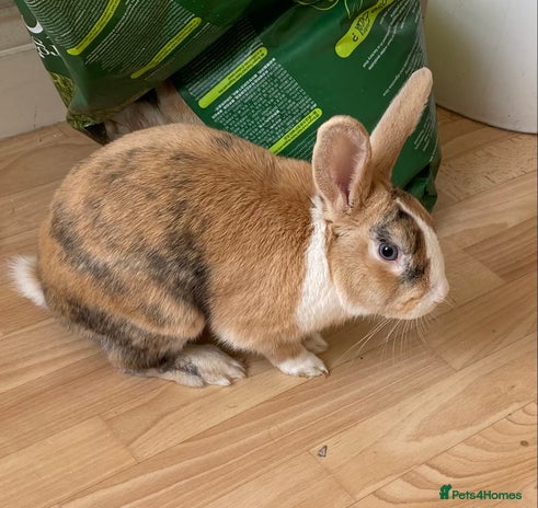 English Lop rabbits English lop for sale in Egham - Advert 1