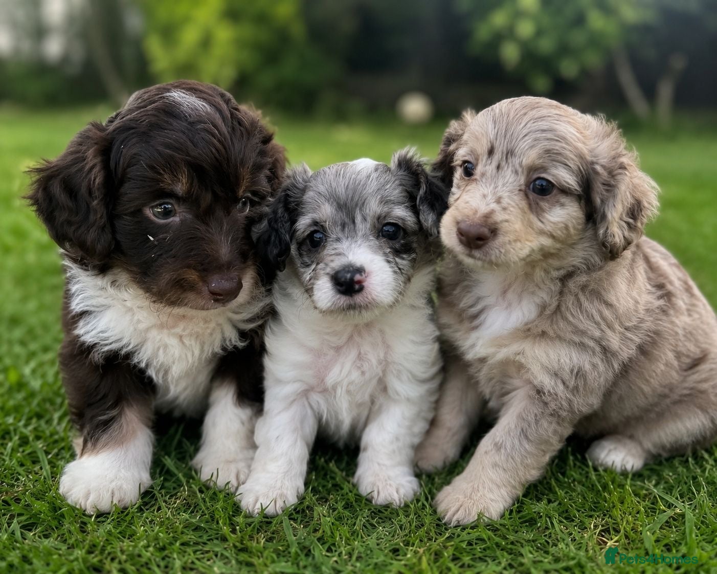 Aussiedoodle dogs Toy Aussiedoodles ✨ 🐾 - Advert 2