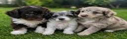 Aussiedoodle dogs for sale: Toy Aussiedoodles ✨ 🐾 - Advert 5