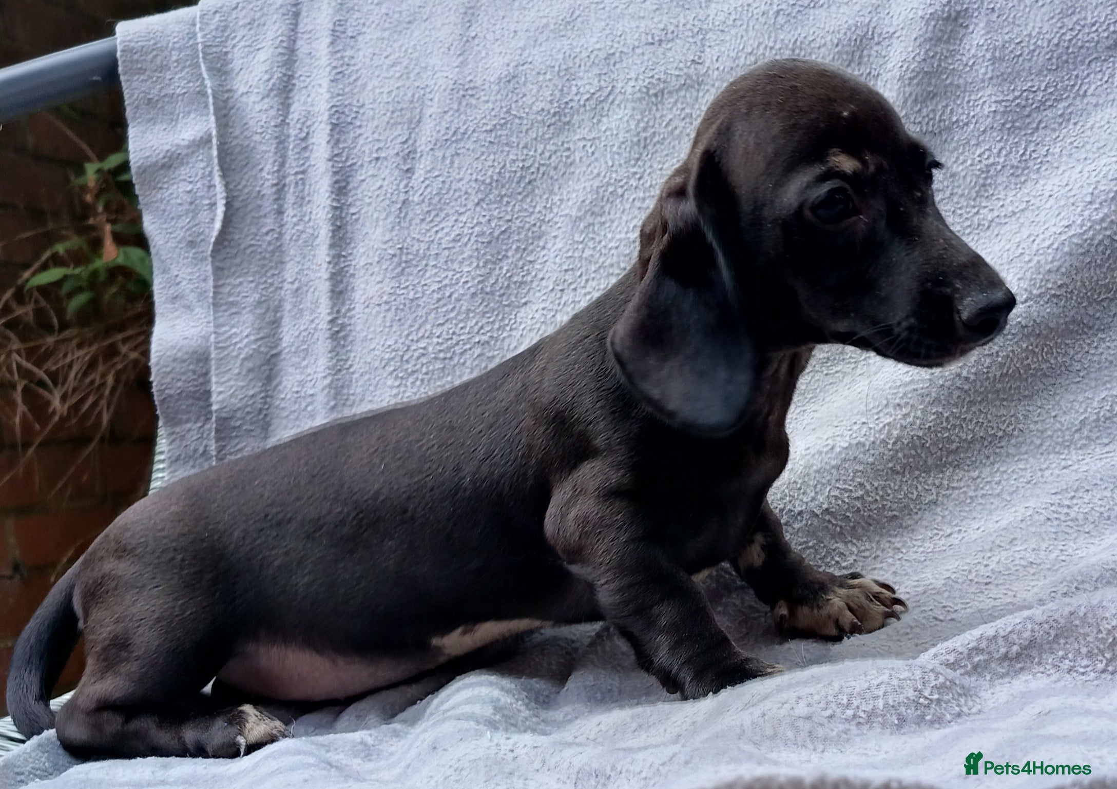 Dachshund dogs READY NOW QUAILTY MINI KC Reg PRA CLEAR  - Advert 2