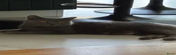 British Shorthair cats for sale: Beautiful Bsh&scottish fold - Advert 2
