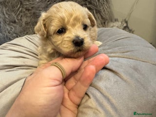 Maltipoo dogs Teddy bear maltipoo puppies - Advert 1