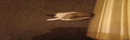 Mixed Breed cats for sale: 5 kittys  - Advert 8