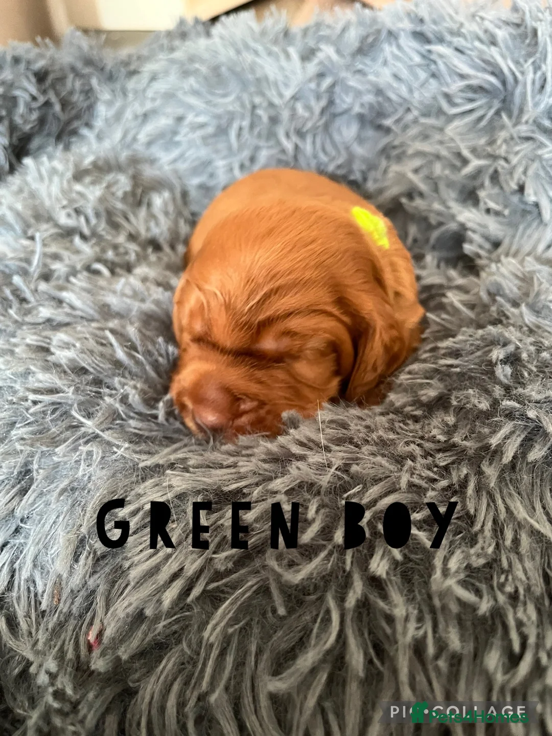Cocker Spaniel dogs for sale: Gorgeous working cocker puppies  - Advert 2