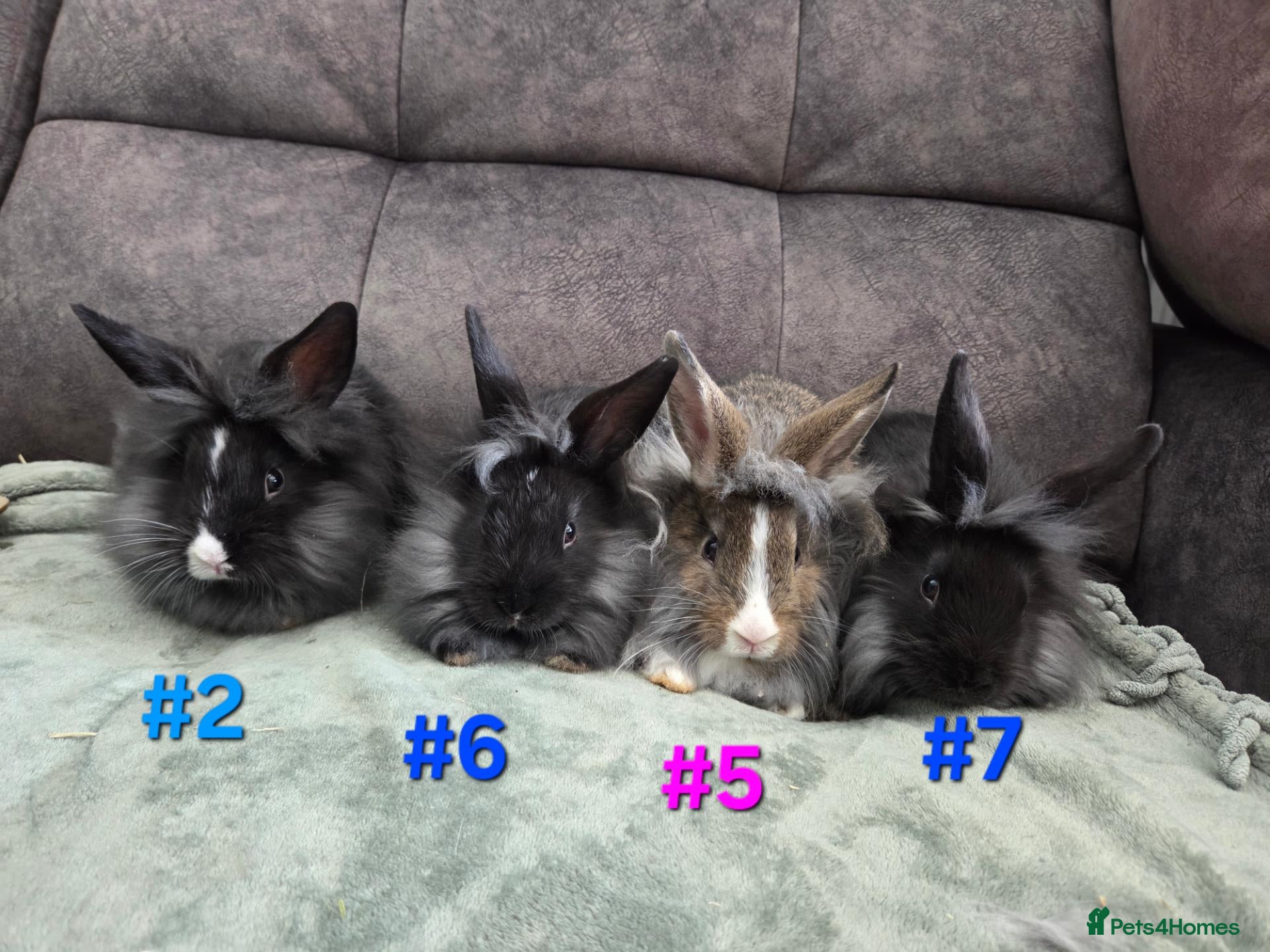 Lionhead rabbits Lion head babies very fluffy & tame ☆READY NOW - Advert 1