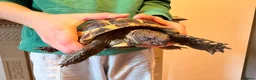 Tortoise reptiles for sale: male friendly tortoise - Advert 11