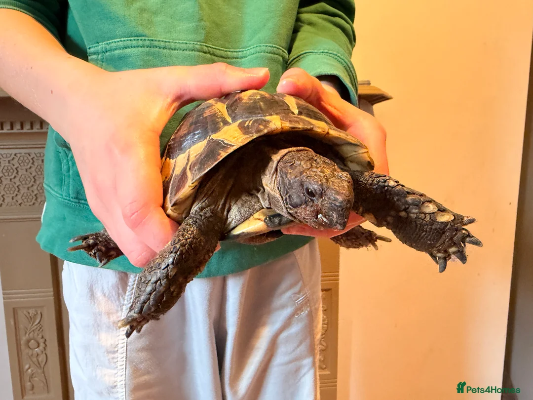 Tortoise reptiles for sale: male friendly tortoise - Advert 11