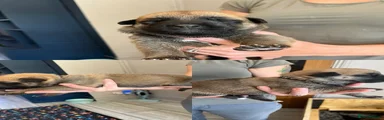 German Shepherd 8