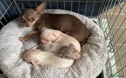 Chihuahua dogs for sale: Absolutely stunning chihuahua puppies  - Image 10