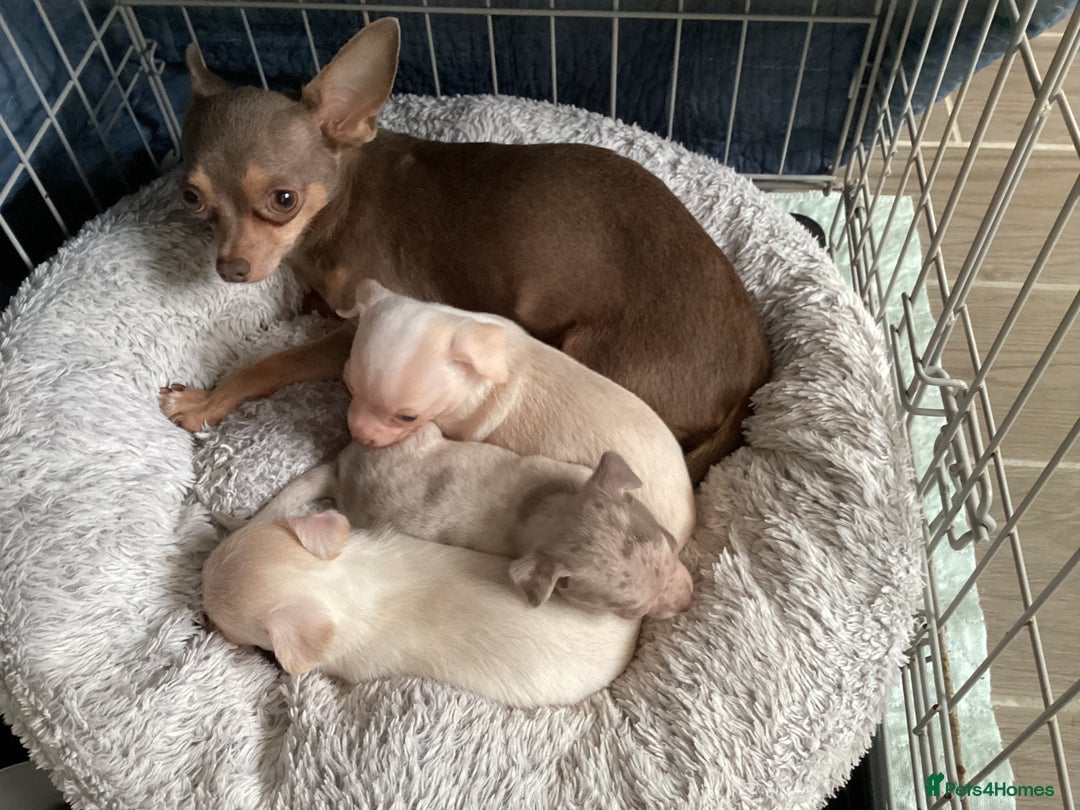 Chihuahua dogs for sale: Absolutely stunning chihuahua puppies  - Image 10