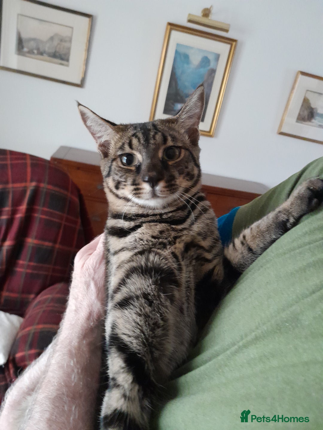 Savannah cats for sale: Large TICA Registered Spotted Savannah Boy Kitten  - Image 12