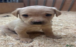 Labrador Retriever dogs for sale: Gorgeous red and golden Labrador puppies  - Image 1