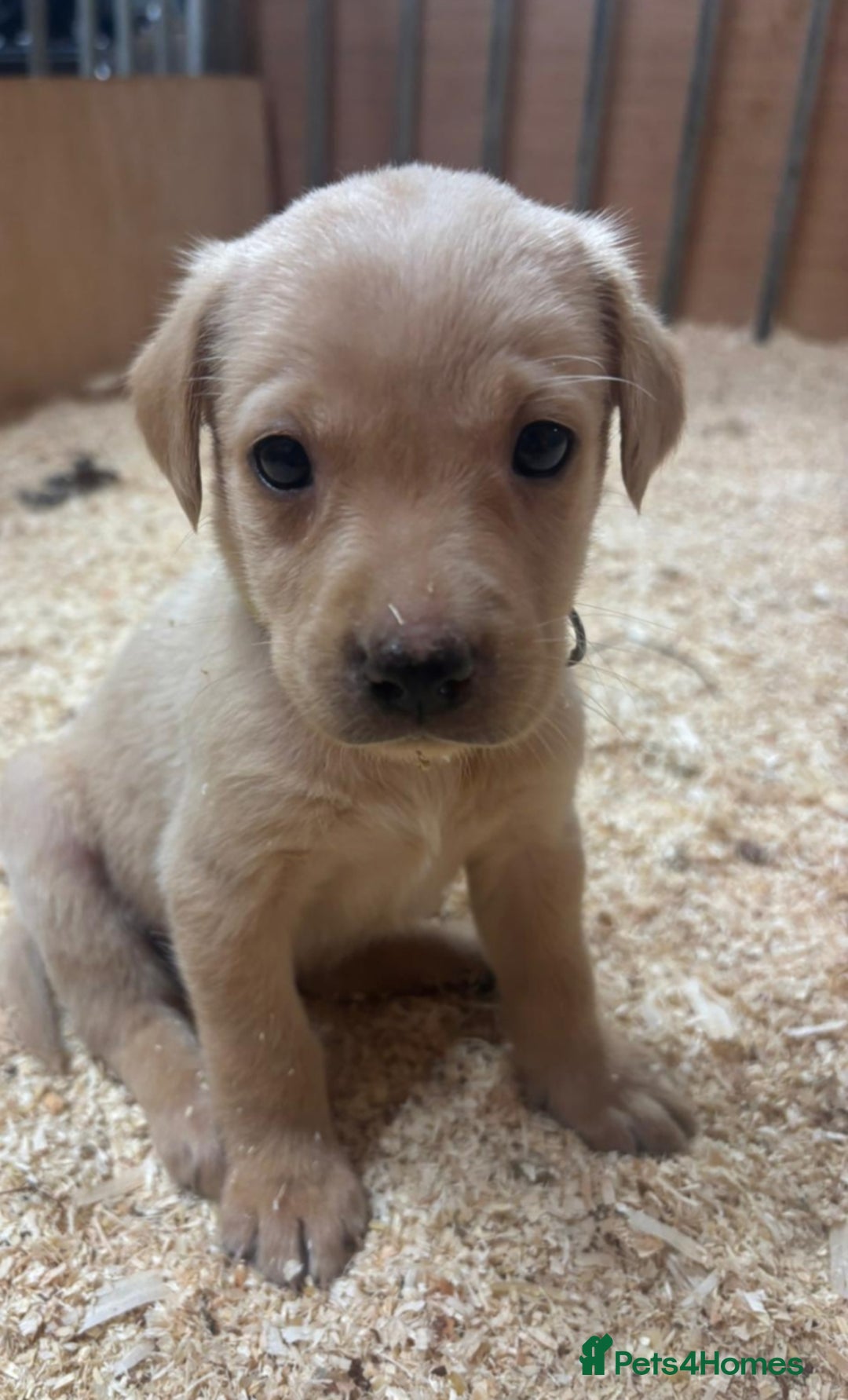 Labrador Retriever dogs for sale: Gorgeous red and golden Labrador puppies  - Image 1