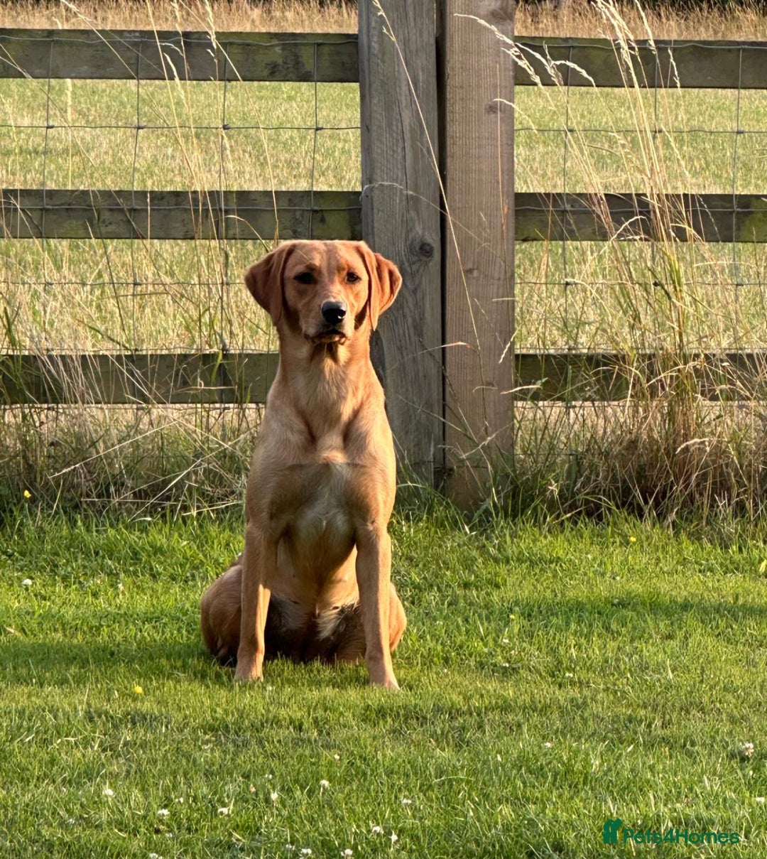 Labrador Retriever dogs for sale: KC Reg Fox Red/Yellow Labrador Pups Health Tested  - Advert 19