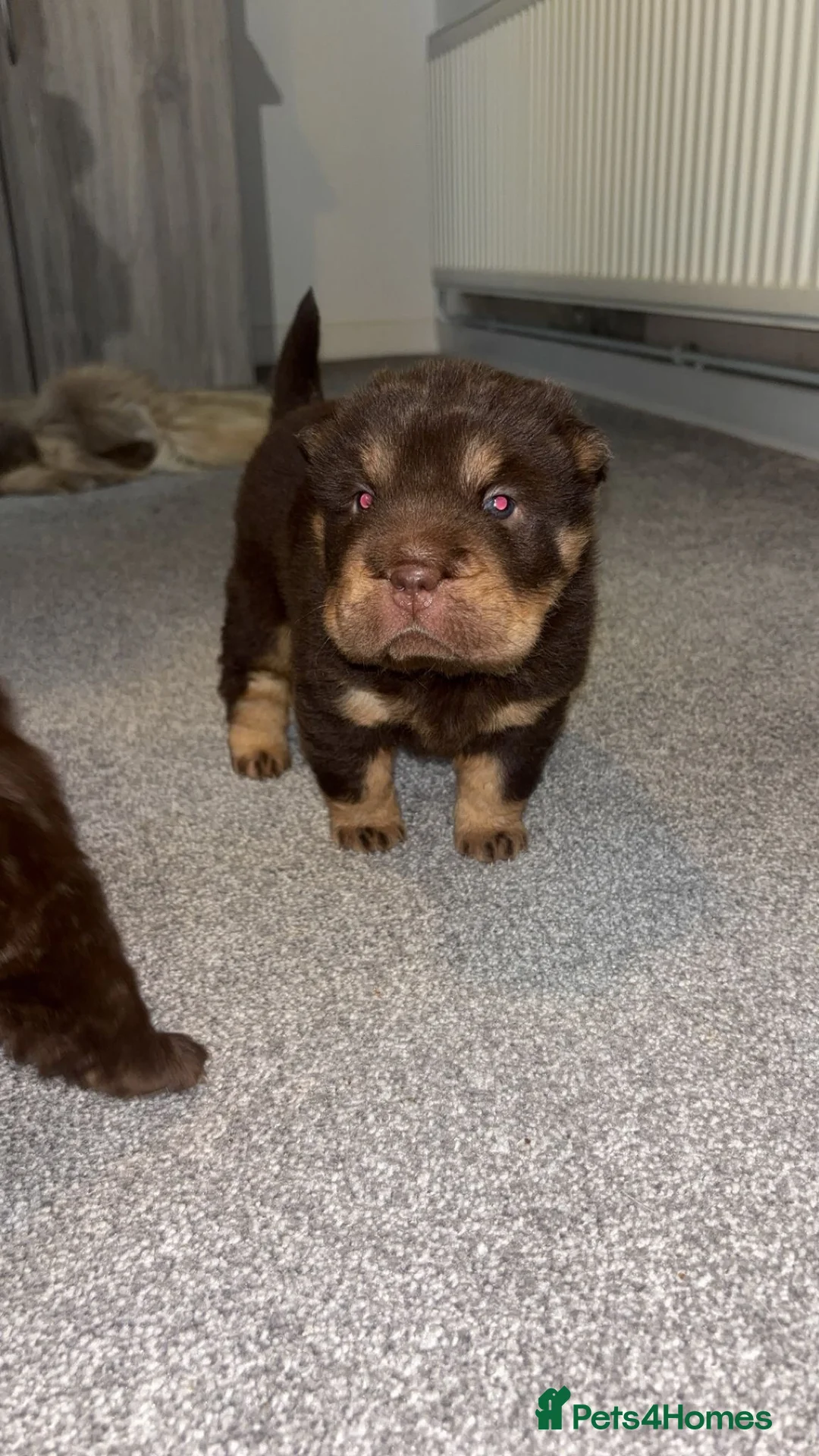 Shar Pei dogs for sale: Top quality choc and tan bear coat sharpies - Advert 28