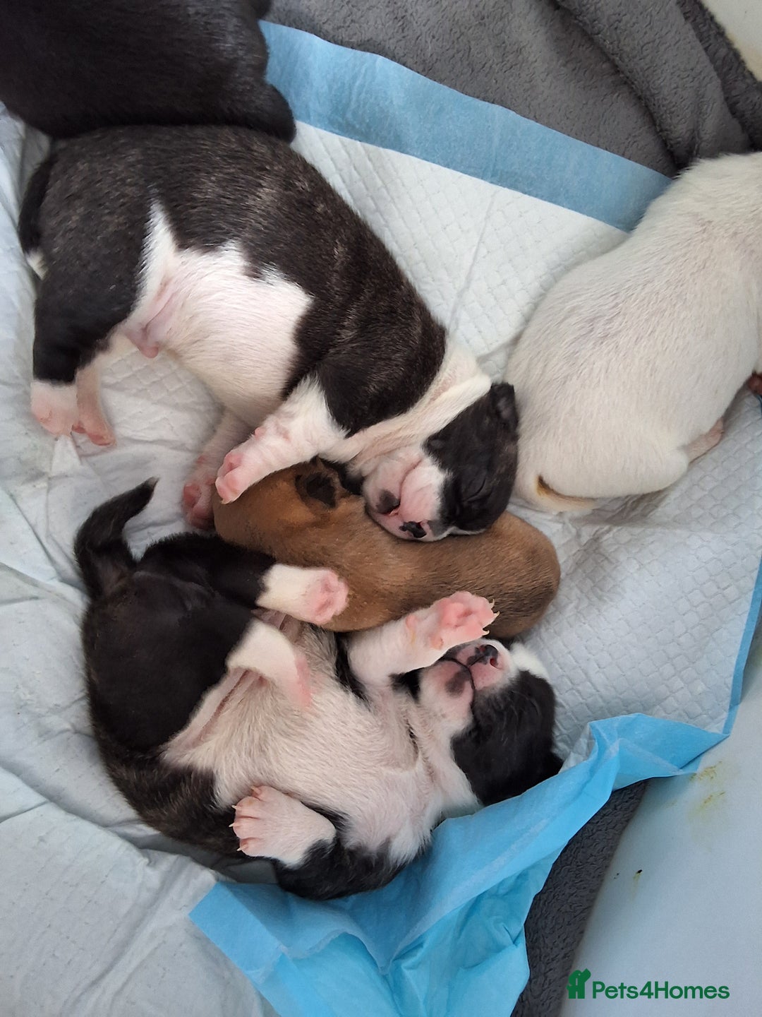 Mixed Breed dogs for sale: Frenchie chihuahua ( bullhuahua) - Image 19