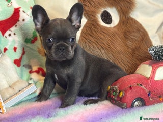 French Bulldog dogs Frenchbulldog puppy - Advert 1