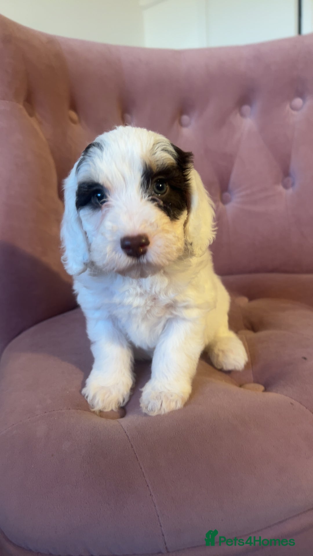Cockapoo dogs for sale: F2 cockapoo only 3 remaining  - Image 2