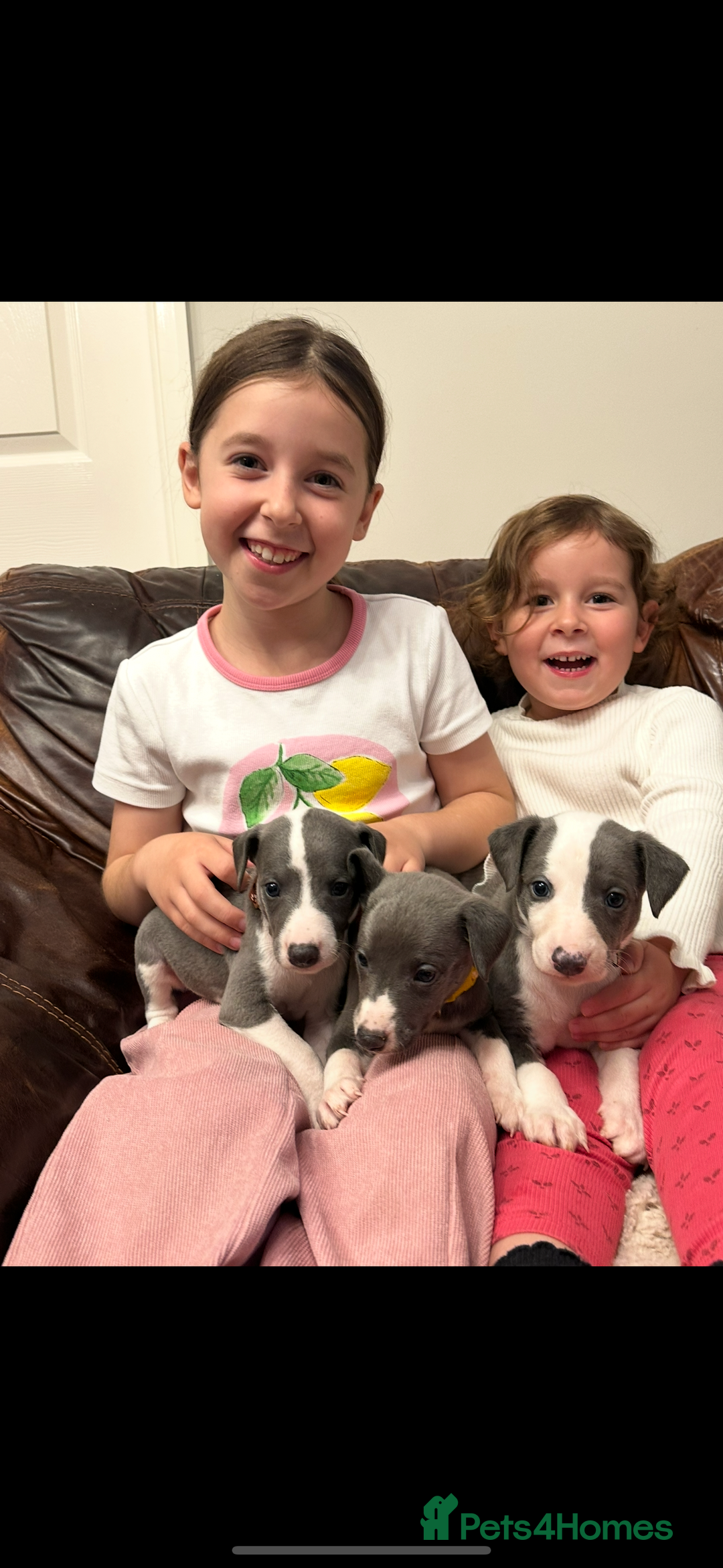Whippet dogs for sale: Kc reg whippets Hear and eye tested parents  - Image 25