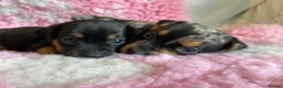 Jack Russell dogs for sale: Exquisite Rare Merle & black & tan - Advert 9