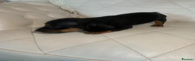 Dachshund 4