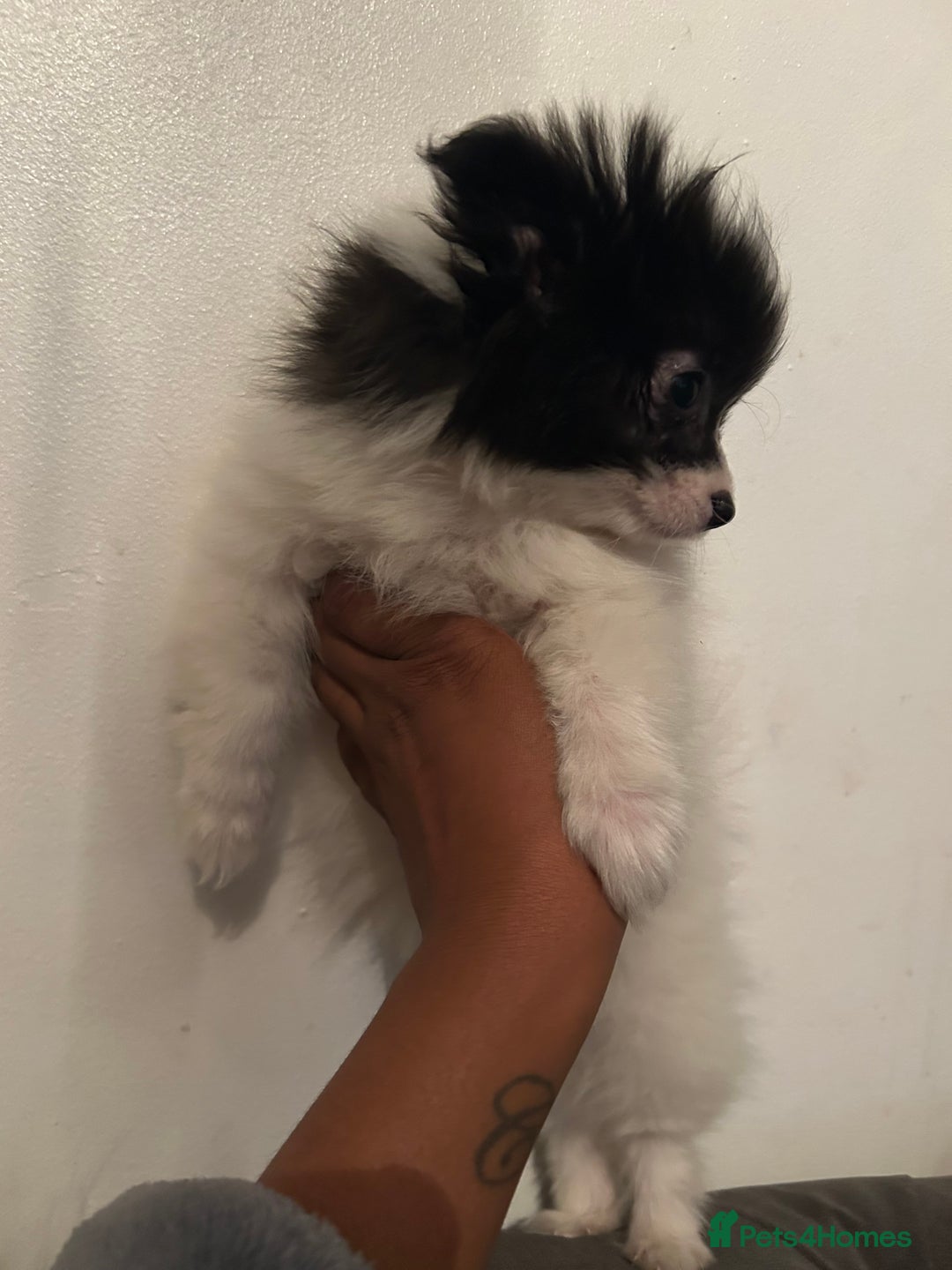 Pomeranian dogs for sale: 6 beautiful Pomeranian puppies  - Image 8