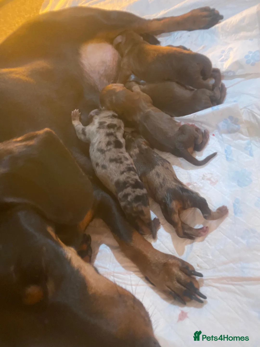 Dachshund dogs for stud: PROVEN KC Reg Longhaired dapple dachshund for STUD in Middlesbrough - Advert 8