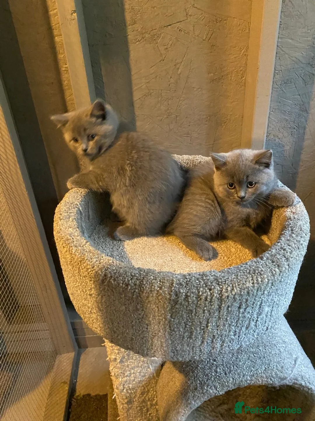 British Shorthair cats for sale: Beautiful playful kittens ready for loving homes - Advert 5